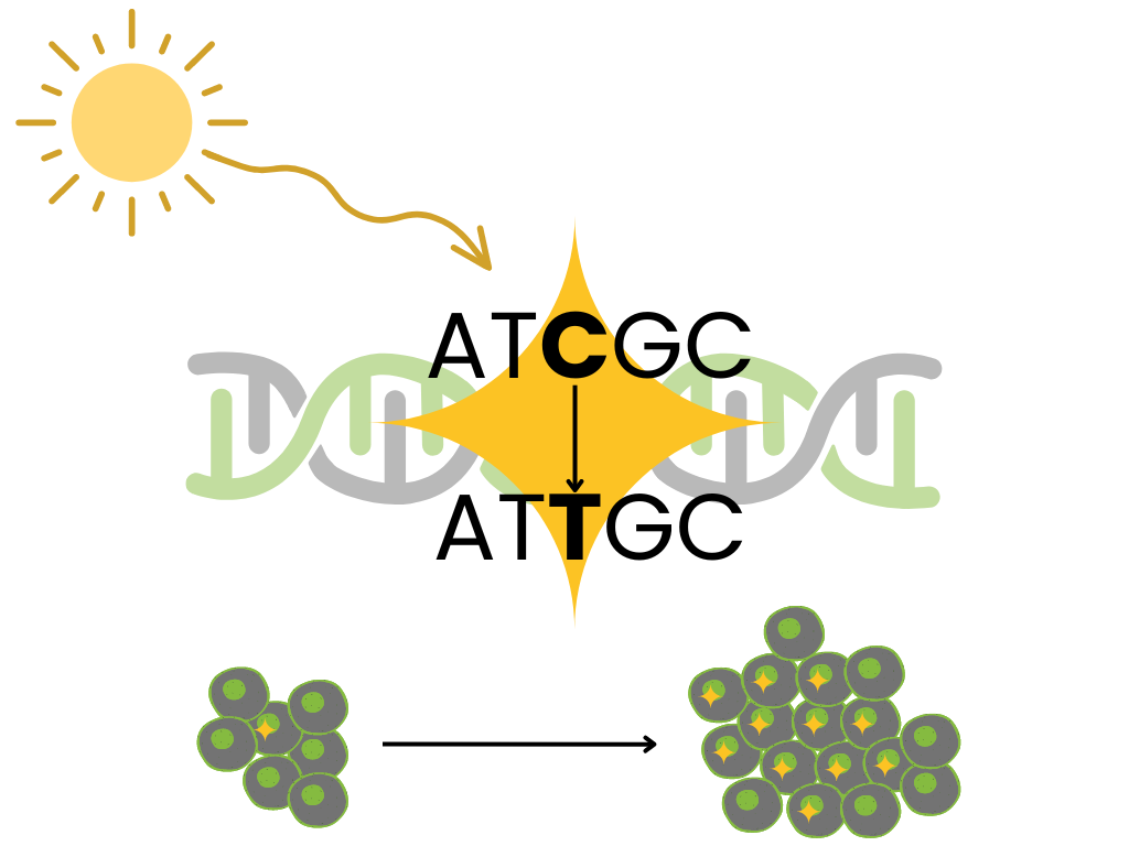 A graphic showing a ray from the sun causing a mutation in the DNA, which then causes uncontrolled cell growth.